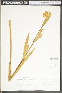 Iris pseudacorus image