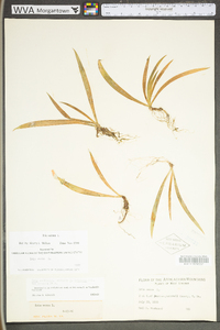 Iris verna var. smalliana image