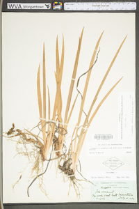 Iris verna var. smalliana image