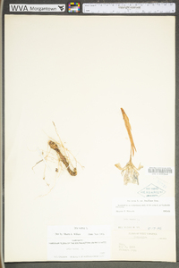 Iris verna var. smalliana image