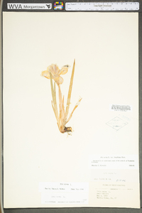 Iris verna var. smalliana image