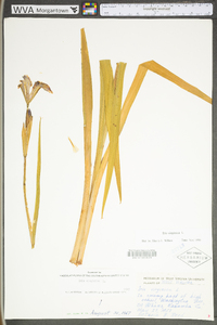 Iris virginica image