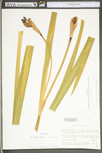 Iris virginica image