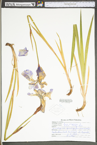 Iris virginica image