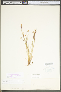 Sisyrinchium mucronatum image