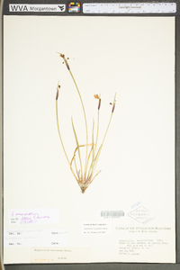 Sisyrinchium mucronatum image