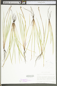 Sisyrinchium mucronatum image