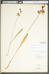 Calopogon tuberosus image