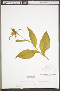 Cypripedium parviflorum var. parviflorum image