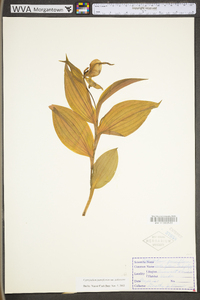 Cypripedium parviflorum var. pubescens image