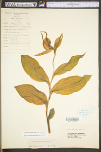 Cypripedium parviflorum var. pubescens image