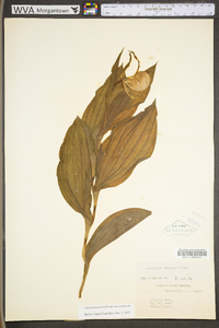 Cypripedium parviflorum var. pubescens image