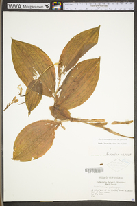 Cypripedium parviflorum var. pubescens image