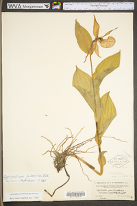 Cypripedium parviflorum var. pubescens image