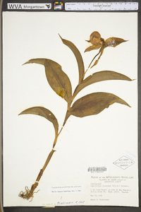 Cypripedium parviflorum var. pubescens image