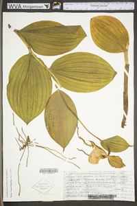 Cypripedium parviflorum var. pubescens image