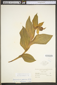 Cypripedium parviflorum var. pubescens image