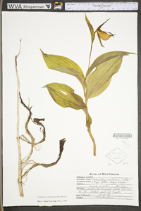 Cypripedium parviflorum var. pubescens image