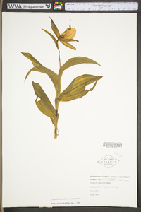 Cypripedium parviflorum var. pubescens image