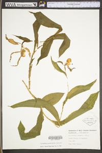 Cypripedium parviflorum var. pubescens image