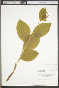 Cypripedium parviflorum var. pubescens image