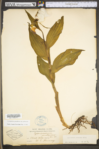 Cypripedium parviflorum var. pubescens image