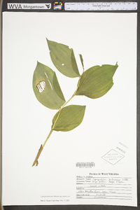 Cypripedium parviflorum var. pubescens image