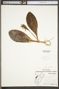 Galearis spectabilis image