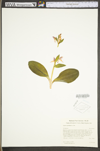 Goodyera pubescens image