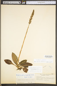 Goodyera pubescens image