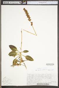 Goodyera pubescens image