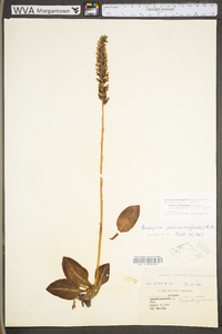 Goodyera pubescens image