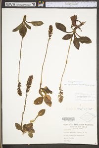 Goodyera pubescens image