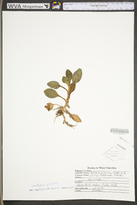 Goodyera pubescens image