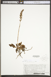 Goodyera pubescens image