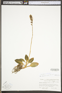 Goodyera pubescens image