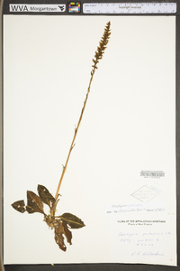 Goodyera pubescens image