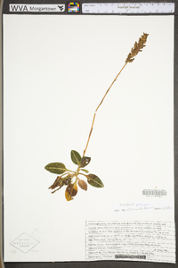 Goodyera pubescens image