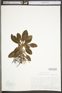 Goodyera pubescens image