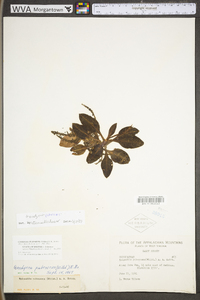 Goodyera pubescens image