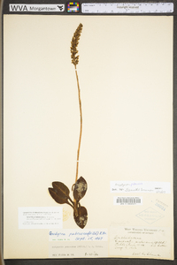 Goodyera pubescens image