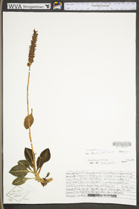 Goodyera pubescens image