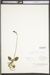 Goodyera pubescens image