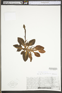 Goodyera pubescens image