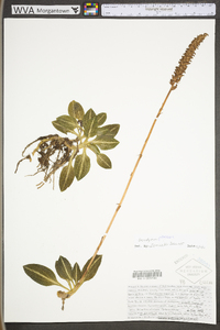 Goodyera pubescens image