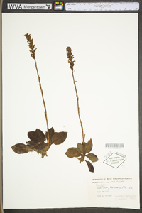 Goodyera pubescens image