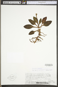 Goodyera pubescens image