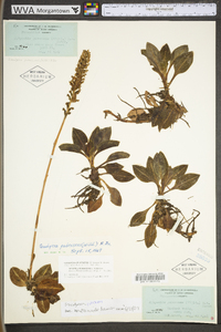 Goodyera pubescens image