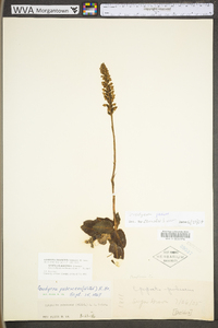 Goodyera pubescens image