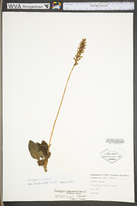 Goodyera pubescens image